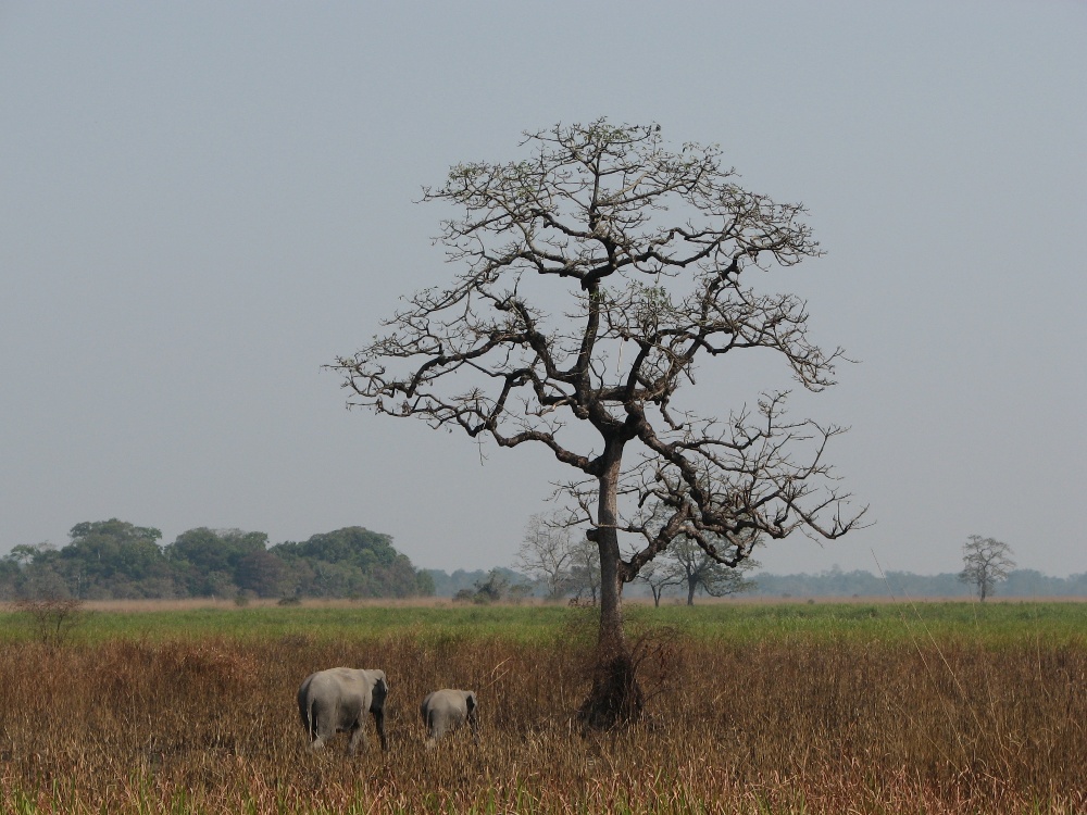 фото "Kaziranga" метки: путешествия, природа, Азия, дикие животные