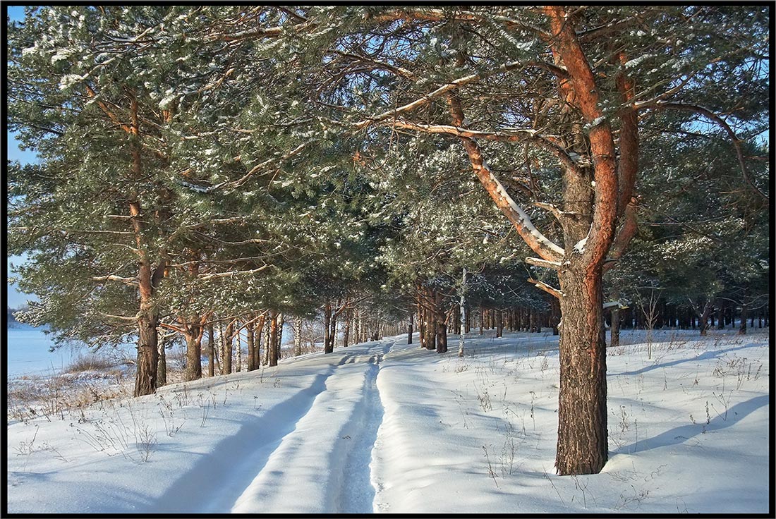 photo "***" tags: landscape, forest, winter