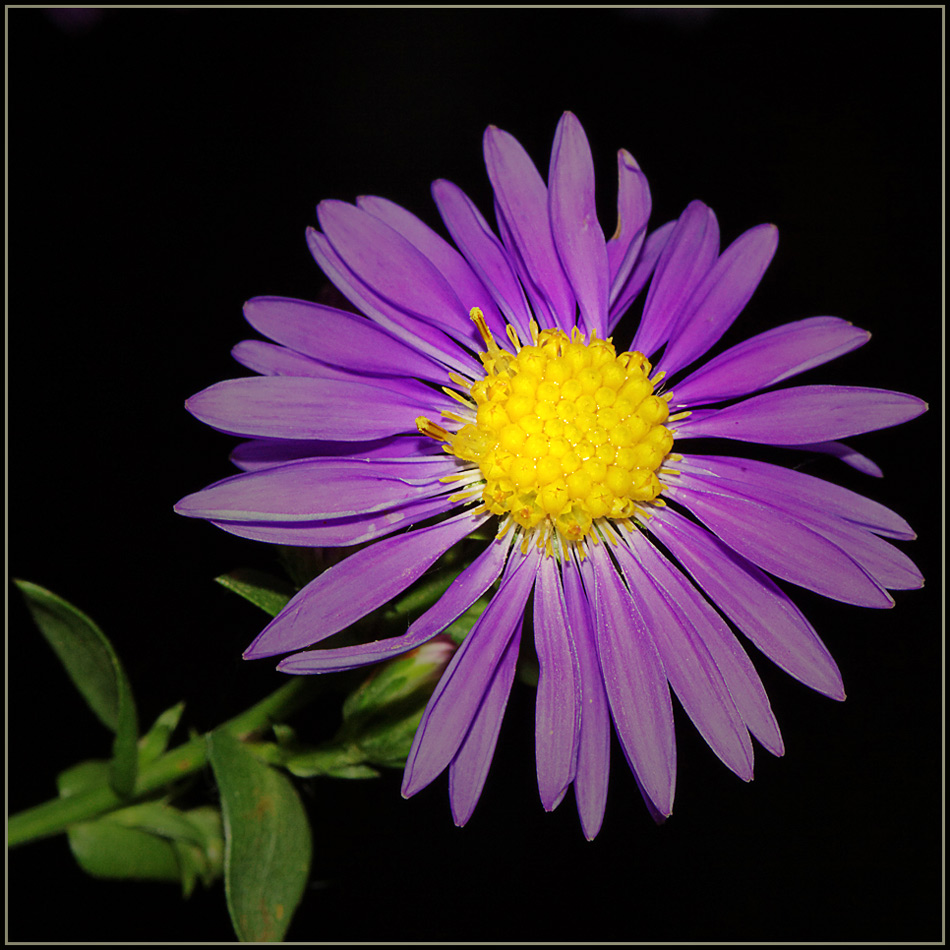 photo "***" tags: nature, flowers