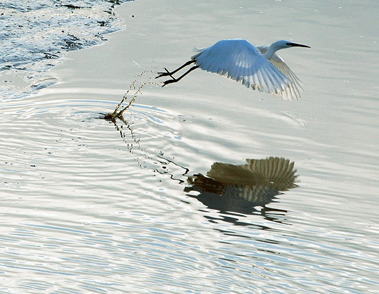 фото "HERON TAKE OFF" метки: пейзаж, природа, вода, дикие животные