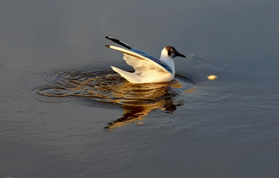 photo ""The sea-gull"" tags: nature, wild animals