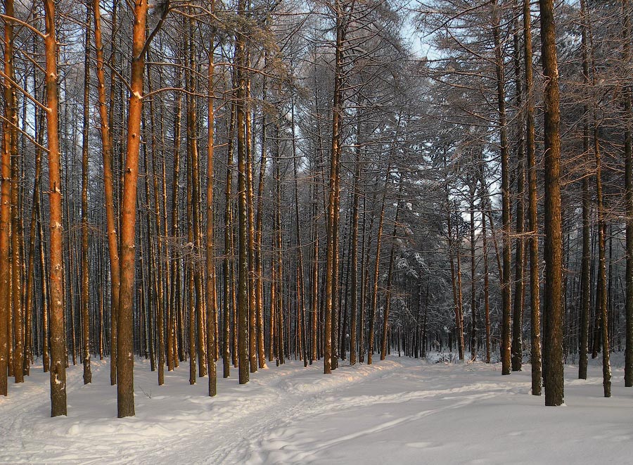 photo "***" tags: landscape, forest, winter