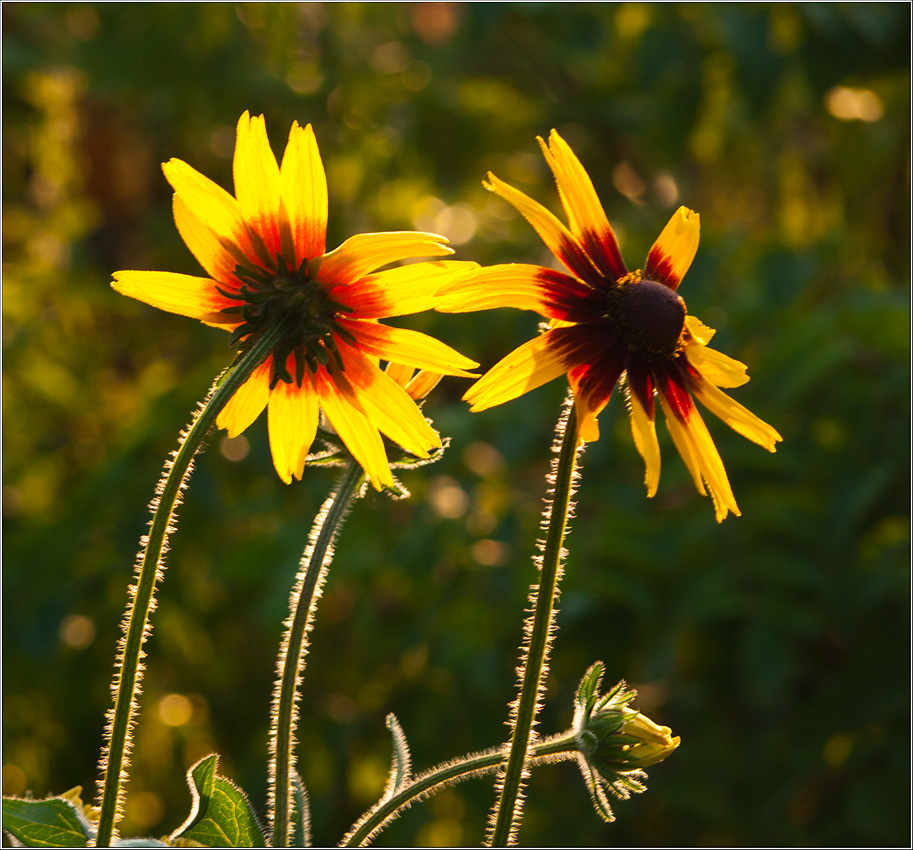 photo "Particle heat for you in the winter" tags: nature, flowers