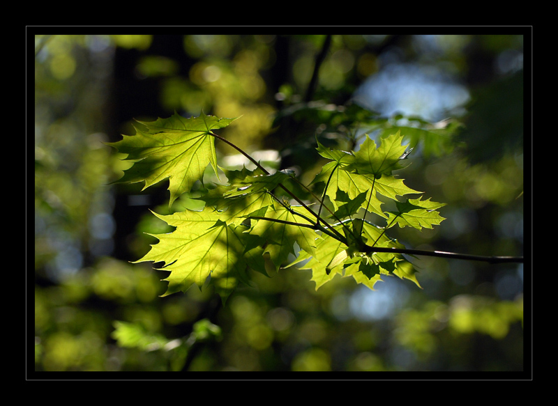 photo "***" tags: nature, 