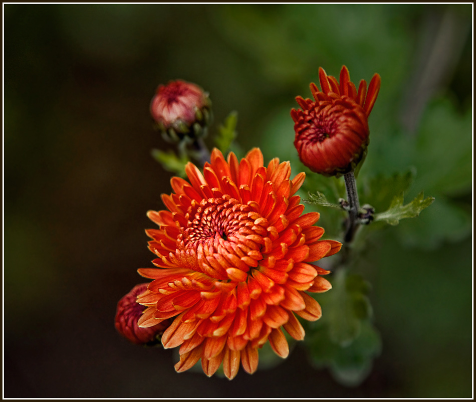 photo "***" tags: macro and close-up, nature, flowers