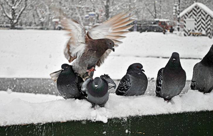 фото "***" метки: природа, 