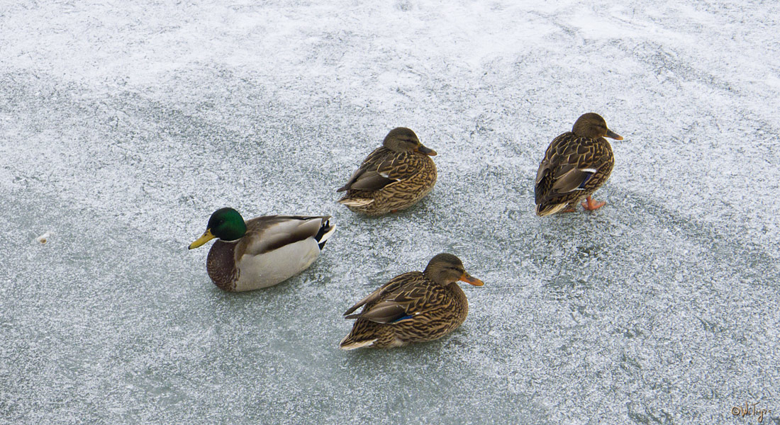 photo "Cold duck ..." tags: nature, city, wild animals