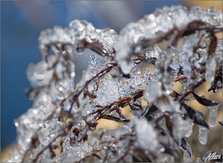 photo "***" tags: macro and close-up, abstract, 