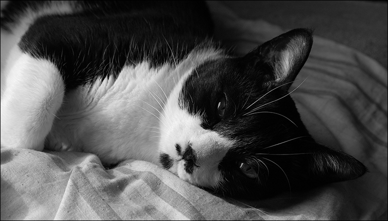 photo "Sleep, my cat, Barsik" tags: nature, pets/farm animals