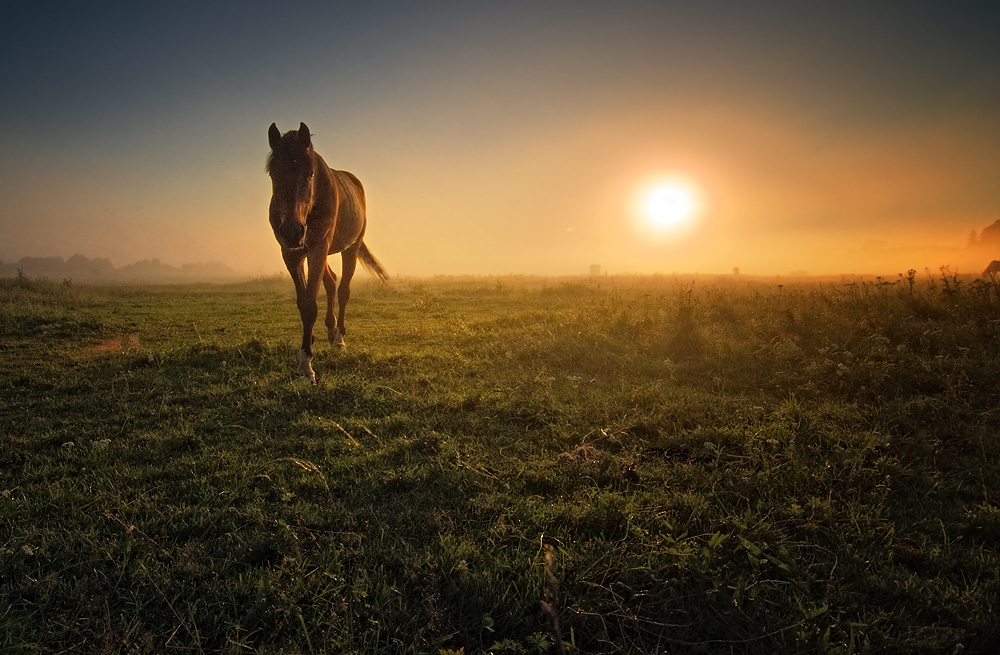 photo "***" tags: landscape, summer, sunset