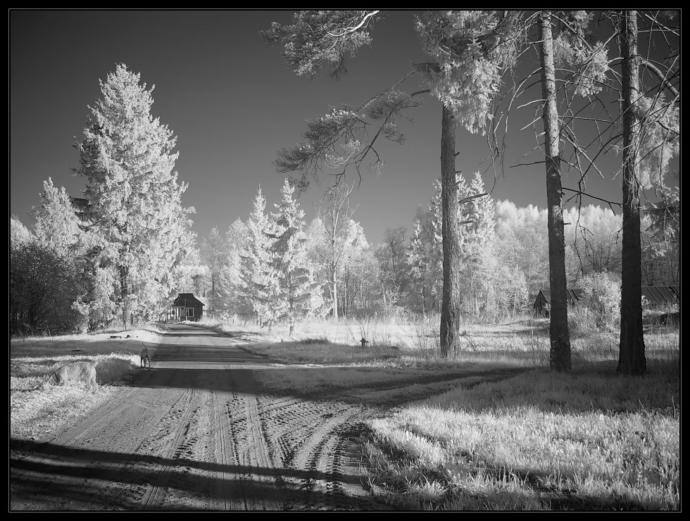 photo "***" tags: landscape, forest, infrared, summer