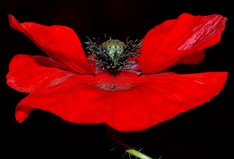 photo ""A  Simple Poppy"" tags: nature, flowers