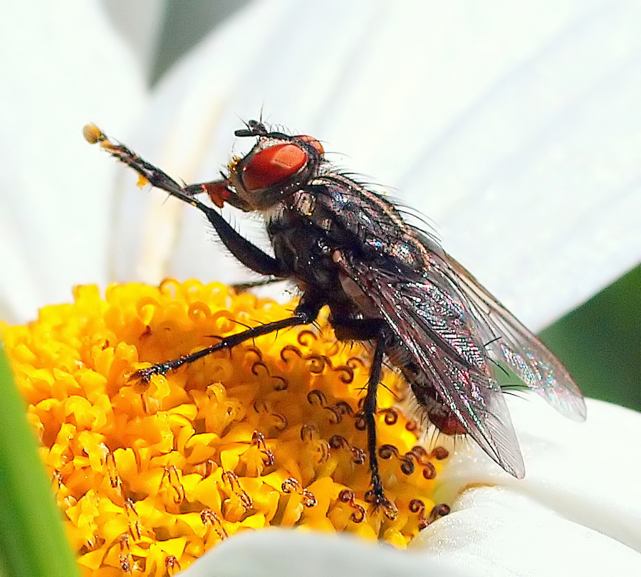 фото ""The Fly"" метки: природа, насекомое