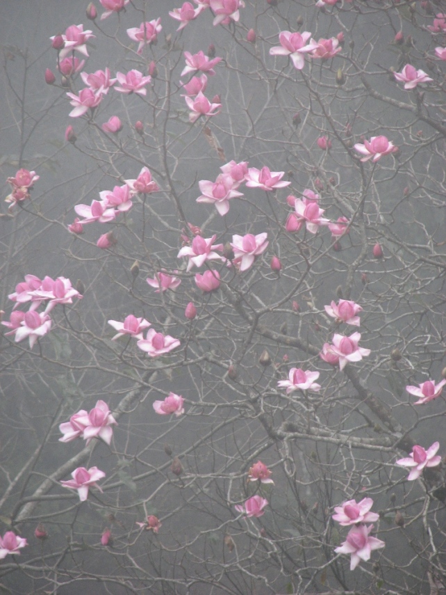 фото "Туман. Рододендроны" метки: путешествия, природа, Азия, цветы