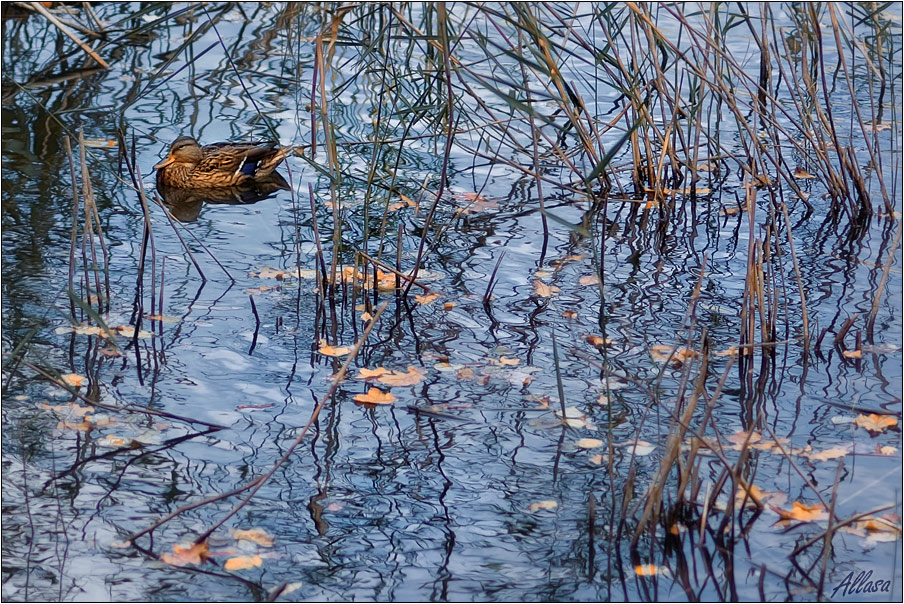 photo "***" tags: landscape, nature, water, wild animals