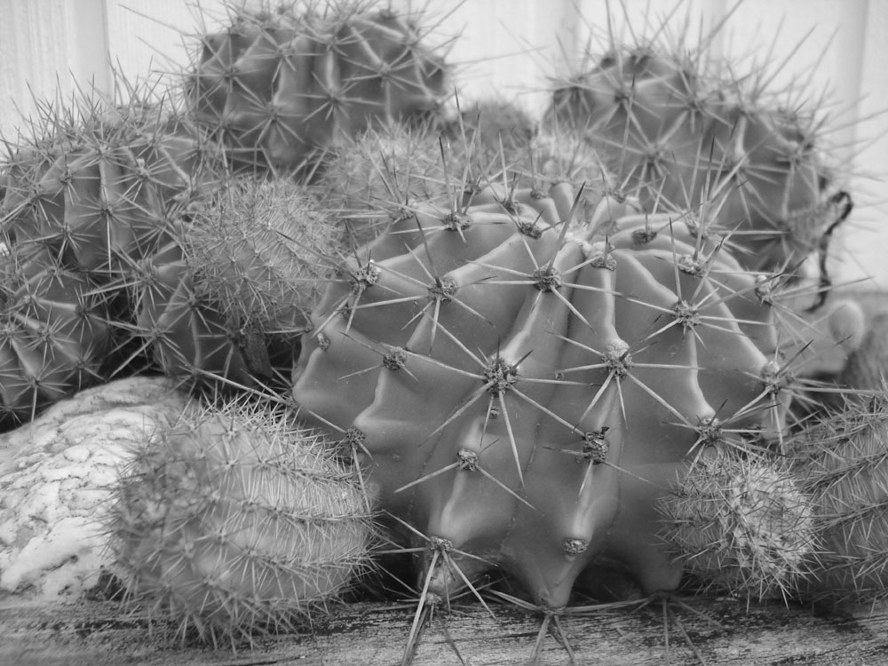photo "Handle with Care" tags: nature, flowers