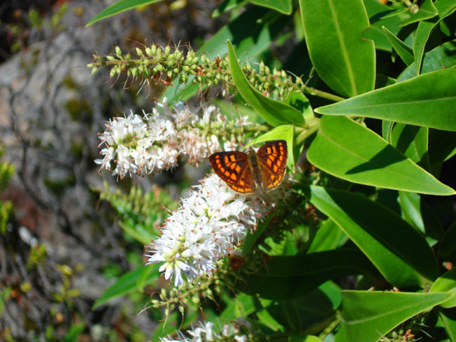 photo "Butterfly" tags: nature, insect