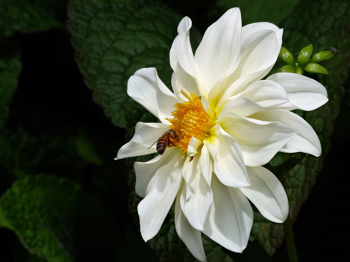 photo "***" tags: nature, flowers