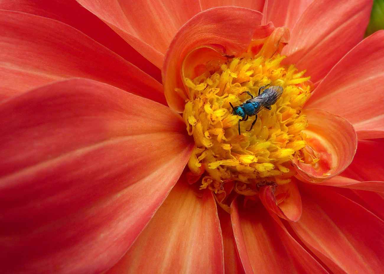 photo "***" tags: nature, flowers, insect