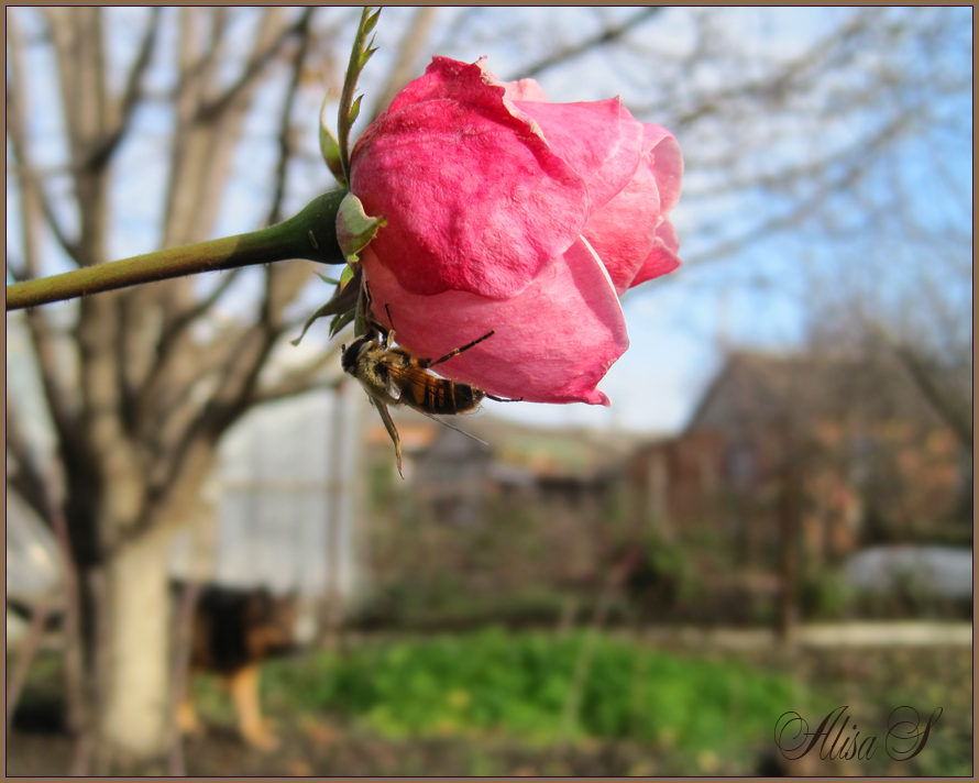 photo "***" tags: nature, flowers