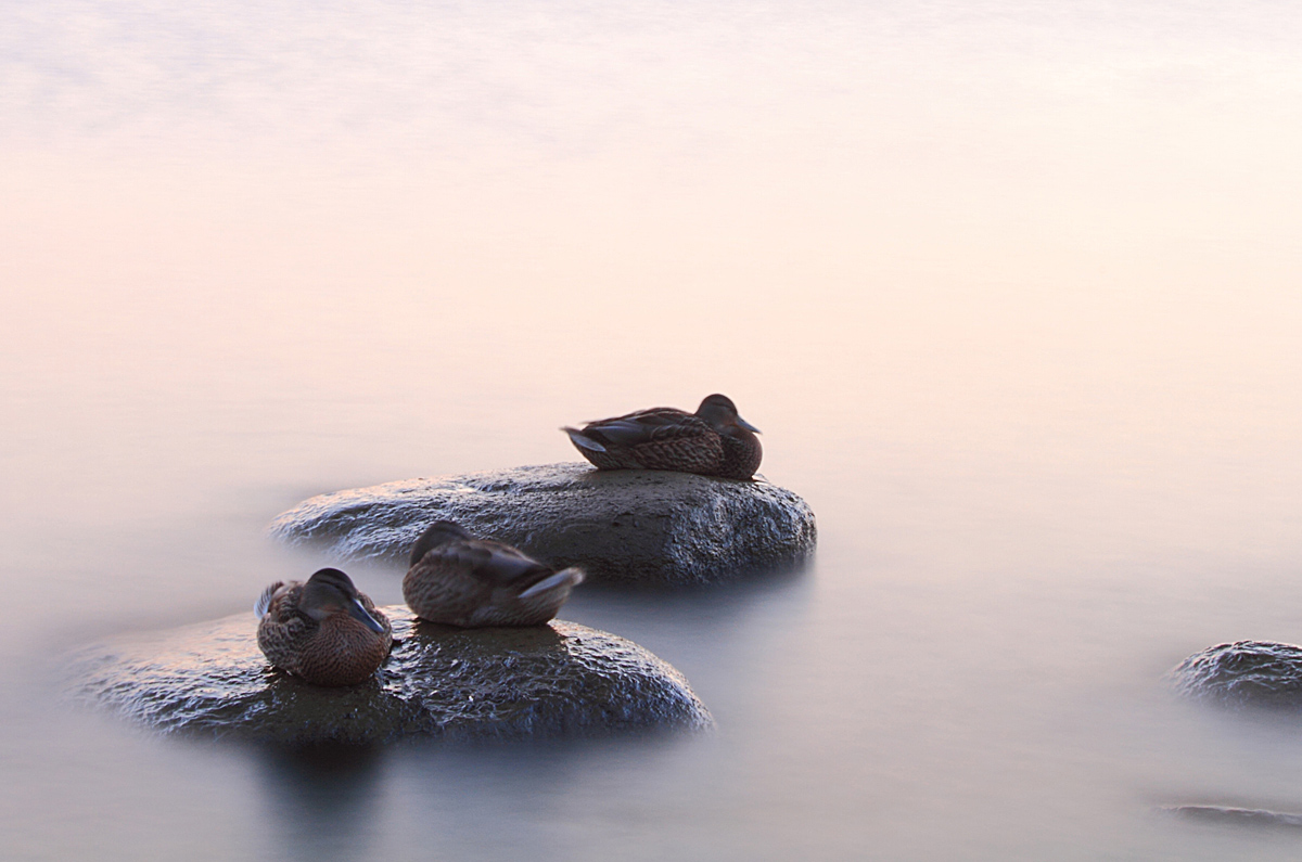 photo "Sleeping ducks" tags: nature, wild animals