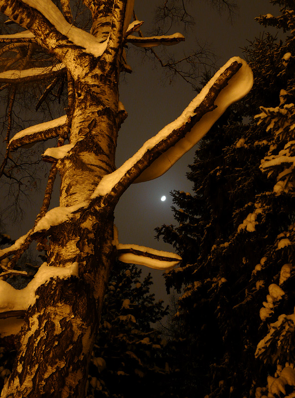 фото "лунной ночью" метки: пейзаж, лес, ночь