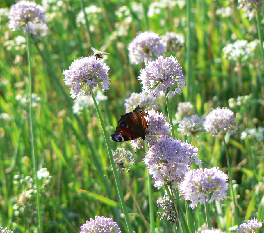 photo "the bliss of summer" tags: landscape, nature, insect, summer