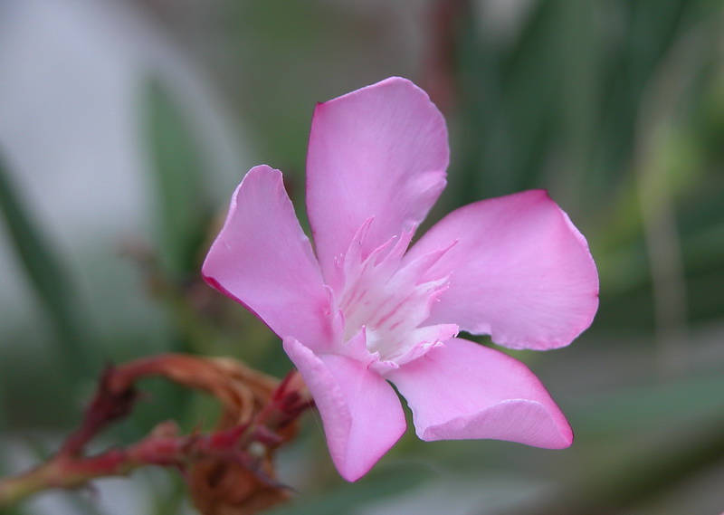 photo "Pink" tags: nature, macro and close-up, flowers