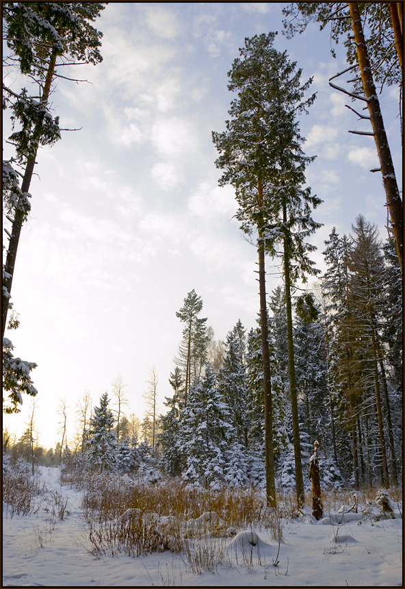 photo "Forest Contrasts" tags: landscape, forest, winter