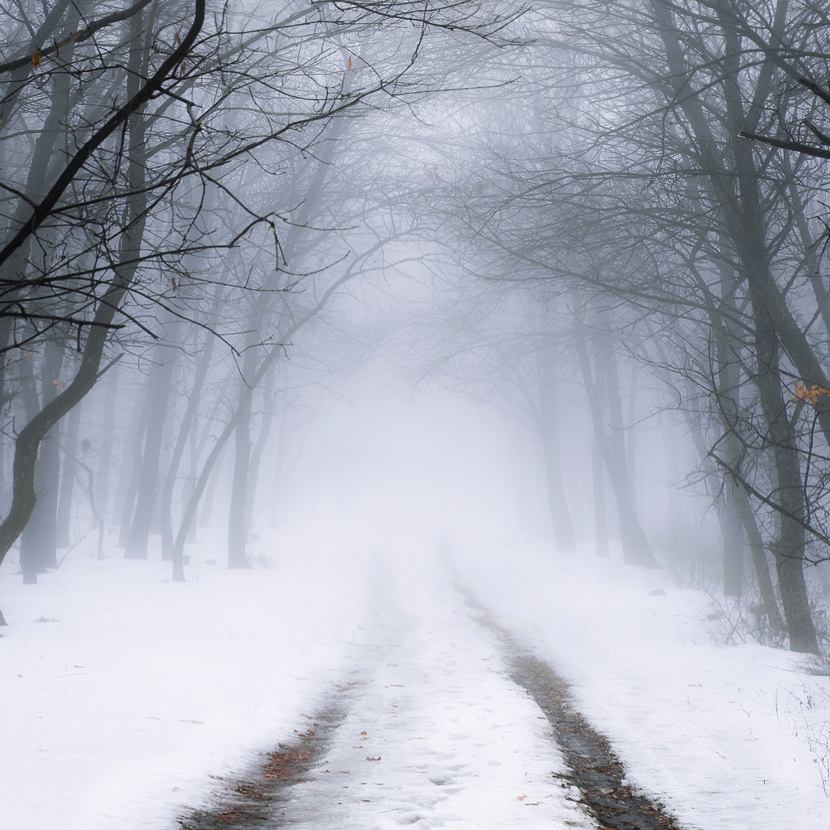 photo "***" tags: landscape, forest