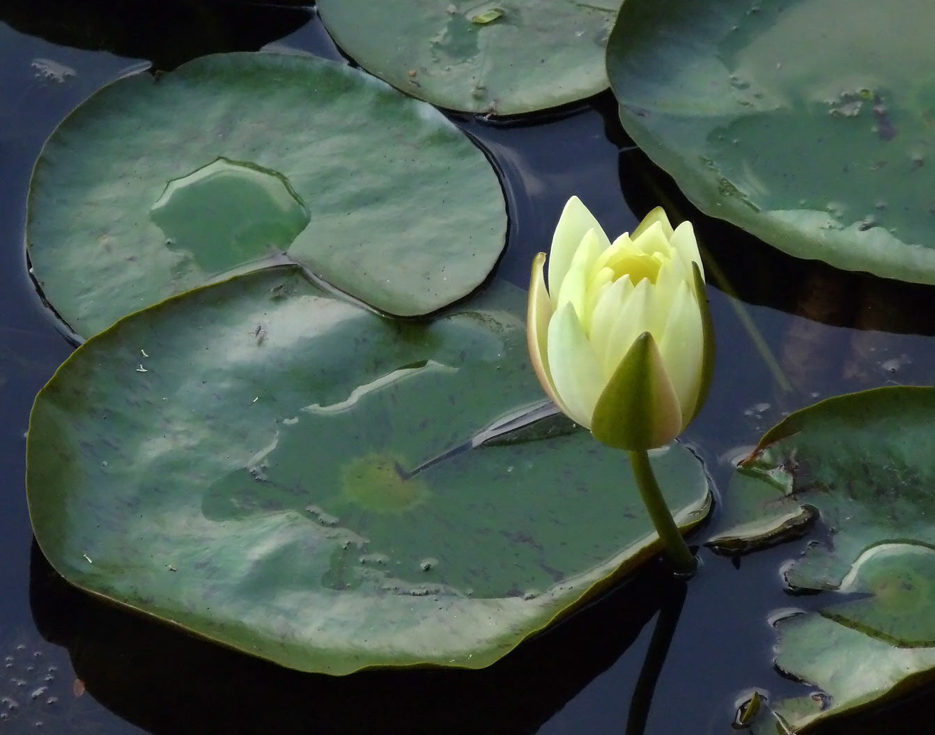 photo "***" tags: nature, flowers