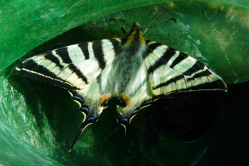 фото "Captive Butterfly / Пленная бабочка" метки: природа, макро и крупный план, butterfly, spring, насекомое