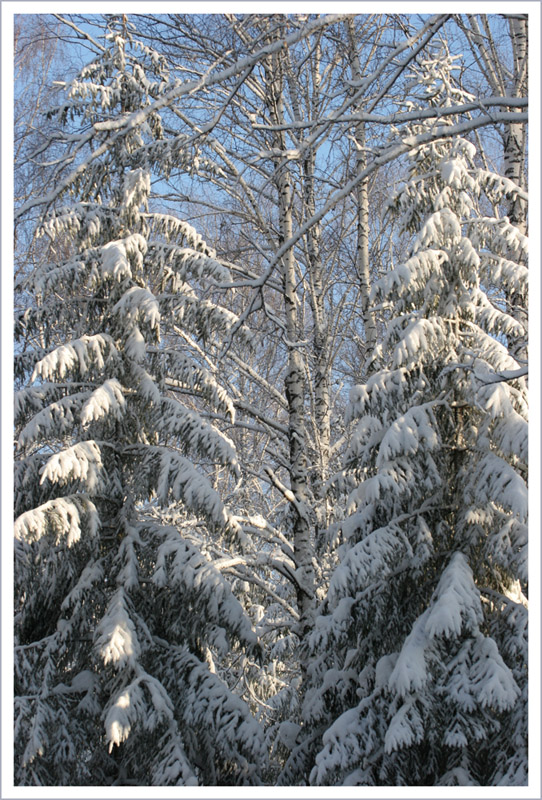 фото "Лесная сказка. - 28 на солнце" метки: пейзаж, зима