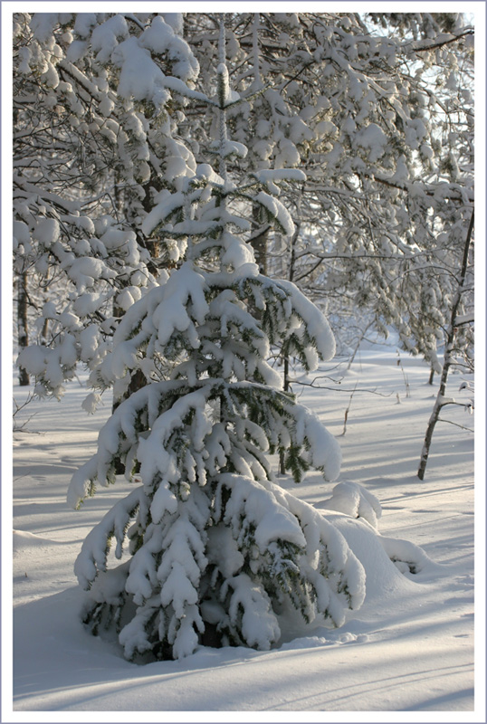 фото "В лесу родилась Ёлочка.... - 28* на солнце" метки: пейзаж, зима