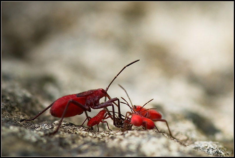 photo "***" tags: macro and close-up, nature, insect