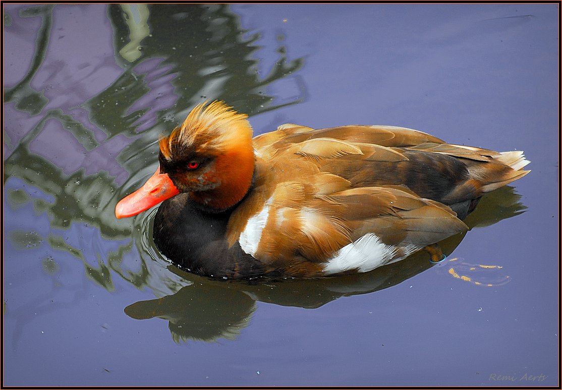 photo "***" tags: nature, landscape, water, wild animals