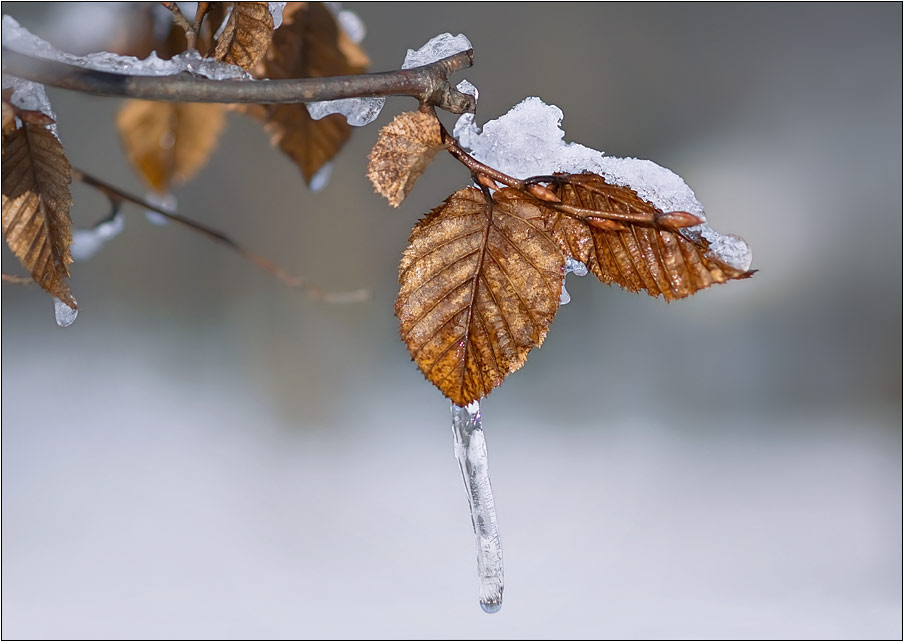 фото "Замерзшая  капелька" метки: пейзаж, зима