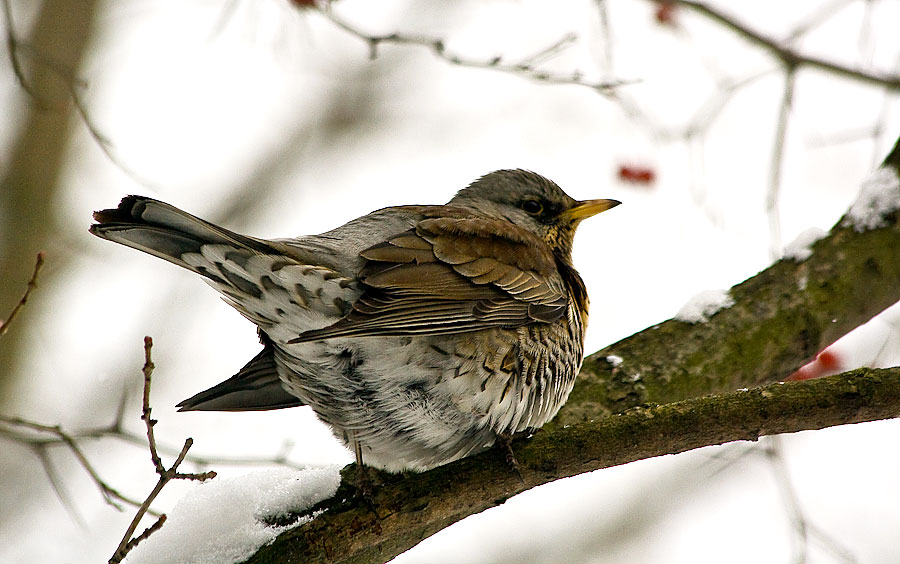 photo "***" tags: nature, wild animals