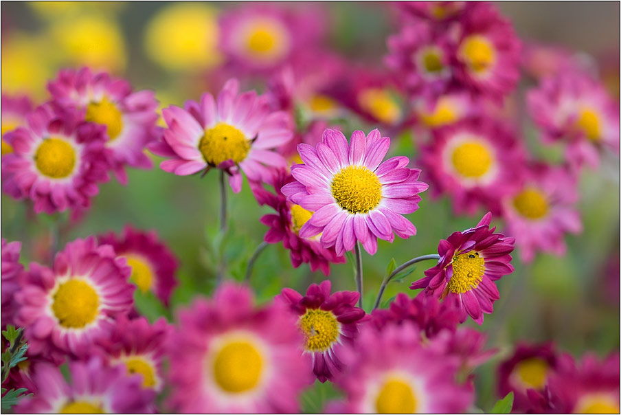 photo "***" tags: nature, flowers