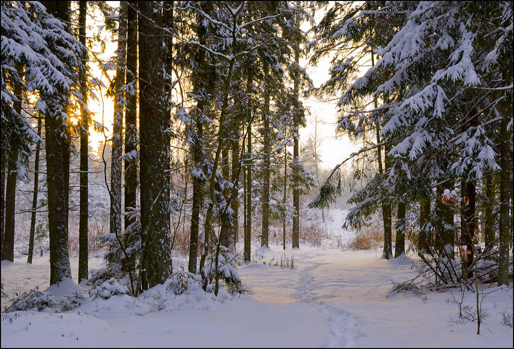 photo "Looking Back" tags: landscape, forest, winter