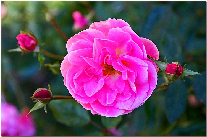 photo "In The Pink" tags: nature, macro and close-up, flowers