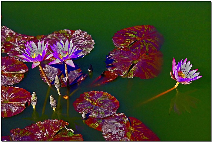 фото "Lilies And Pads" метки: природа, цветы