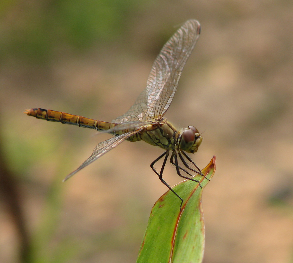 photo "***" tags: macro and close-up, nature, insect