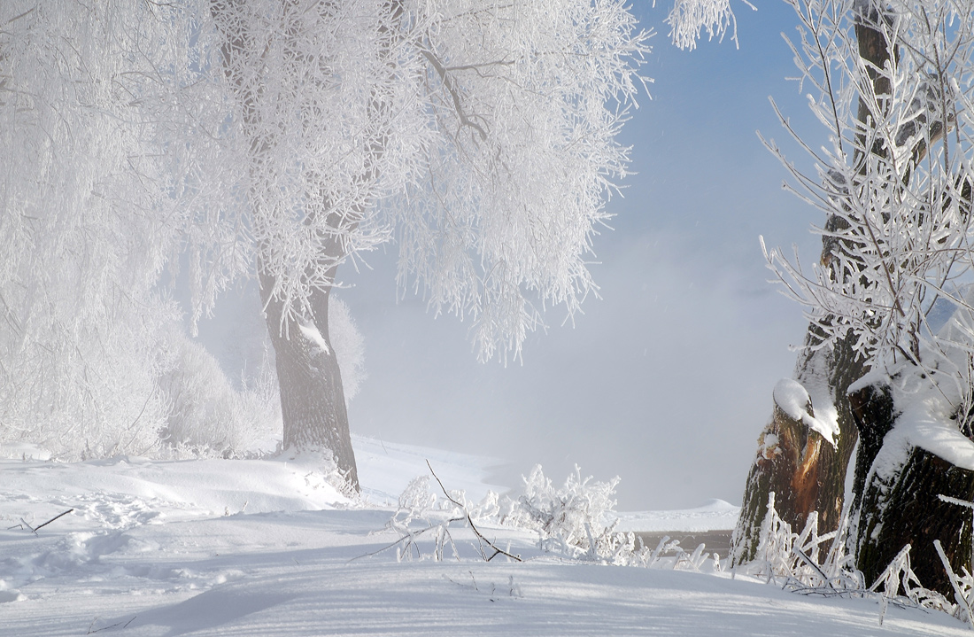 photo "***" tags: landscape, forest, winter