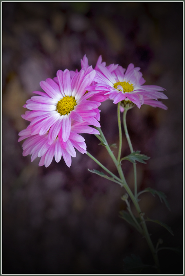 photo "***" tags: nature, flowers