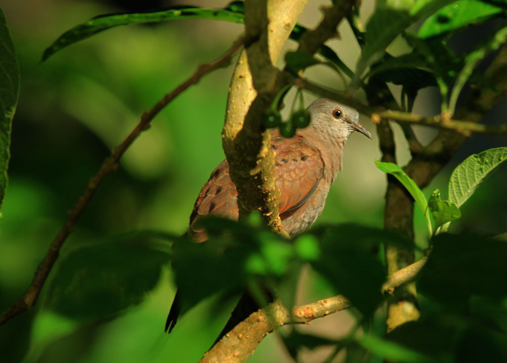 photo "Columbina talpacoti (Temminck, 1811)" tags: nature, pets/farm animals