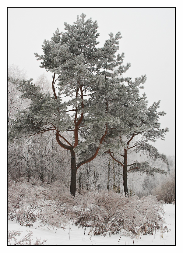 фото "***" метки: пейзаж, зима, лес