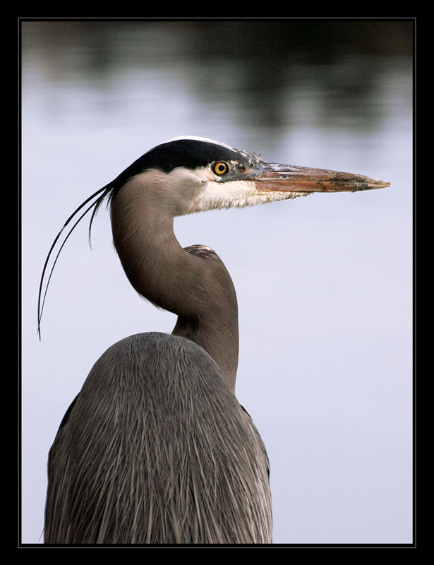 photo "Great Blue Heron" tags: nature, wild animals