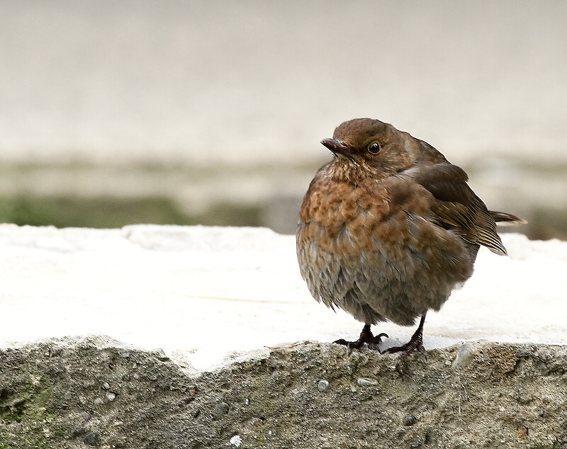 photo "***" tags: nature, wild animals