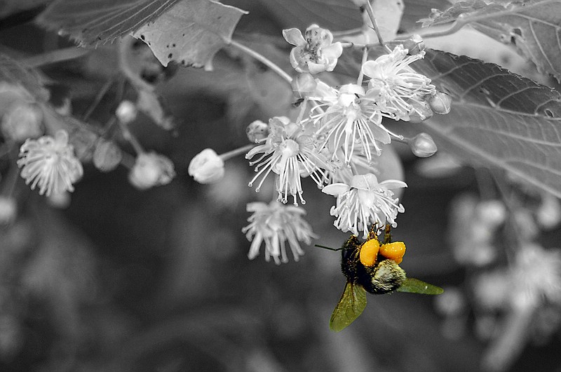 фото "Bumblebee" метки: природа, насекомое